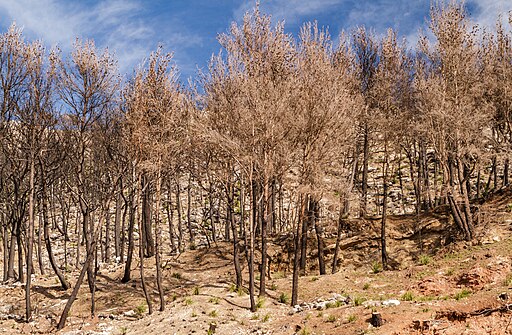 Climate Change at Whiskeytown and the Effect of Heat on Eagles (August 2024)