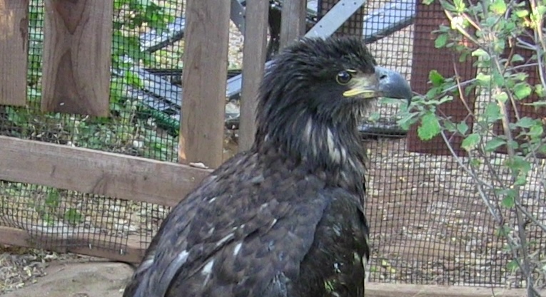 Whiskeytown Bald Eaglet Rescued, Rehabilitated, and Released (August 2024)