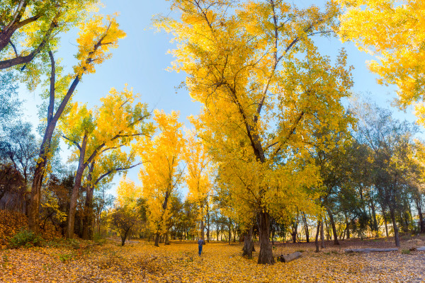 Fall Yard Cleanup in Shasta County
